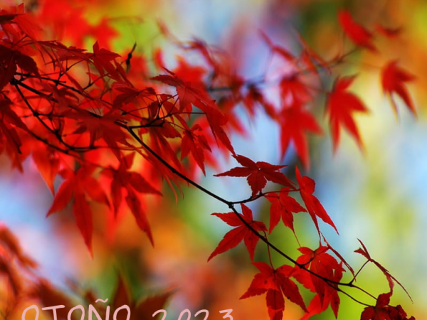 Rocola: Otoño 2023&nbsp;(II)